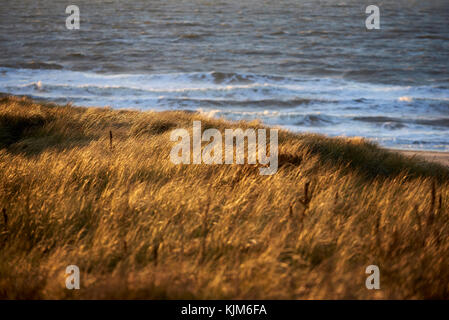 Dünen mit Gras marram während einer windigen Tag an der Küste von Den Haag, Niederlande Stockfoto