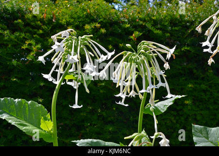 Nahaufnahme in einem Garten Blume Grenze von Nicotiana sylvestris die Tabakpflanze. Stockfoto