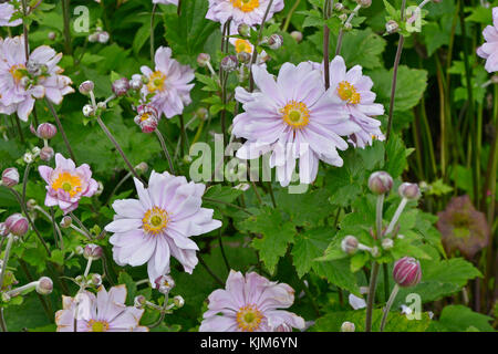 Nahaufnahme od japanische Anemonen, windflowers in einem Garten Grenze Stockfoto