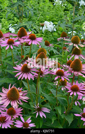 Nahaufnahme der Echinacea purpurea in agarden Blume Grenze Stockfoto