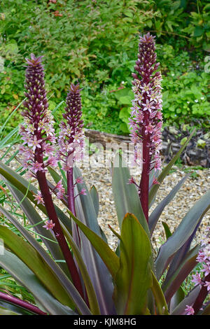 Der eucomis comosa schäumend Burgund' oder pinapple Lily in einem Land, Garten Stockfoto