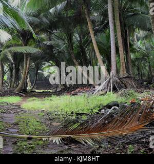 Ein Pfad in einem tropischen Wald mit Palmen und Kokosnüsse Bäume in Sao Tome und Principe. Es sieht aus wie ein Dschungel mit viel Vegetation. Stockfoto