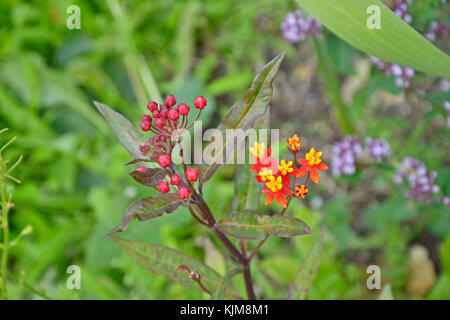 Eine Nahaufnahme von asclepias seidig tief rot in einem Garten Grenze Stockfoto