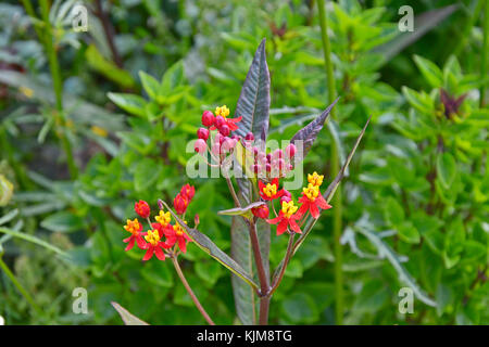 Eine Nahaufnahme von asclepias seidig tief rot in einem Garten Grenze Stockfoto