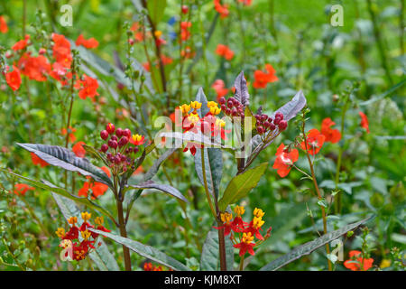 Eine Nahaufnahme von asclepias seidig tief rot in einem Garten Grenze Stockfoto