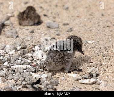 Verrußtes biegen Sie Küken auf Michaelmas Cay, Queensland, Australien Stockfoto