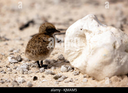 Nahaufnahme einer einzelnen rußigen biegen Sie Küken auf Michaelmas Cay, Queensland, Australien Stockfoto