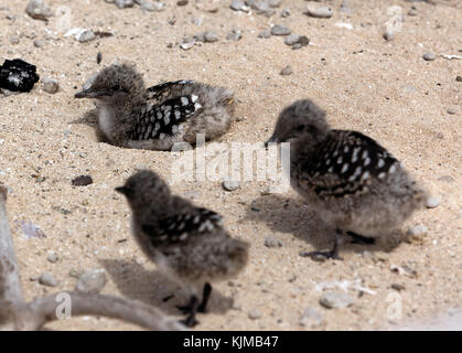 Eine Gruppe von Rußigen biegen Sie Küken auf Michaelmas Cay, Queensland, Australien Stockfoto