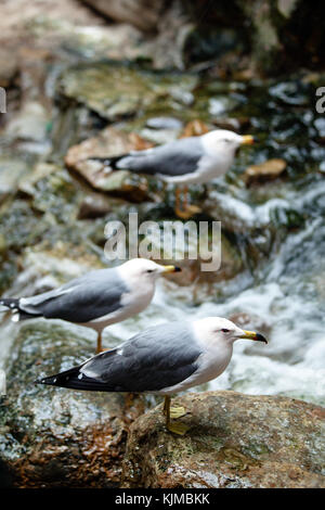 Möwen unter dem Wasserfall warten, hoffen, dass die Fische oben fallen wird. schießen in Peking. Stockfoto