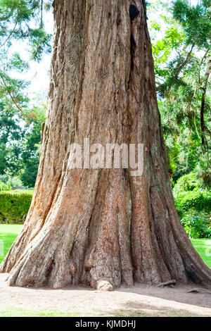 Nahaufnahme der unteren Stamm eines gigantischen Sequoia Baum auf dem Gelände von Birr Castle, Offaly, Irland Stockfoto