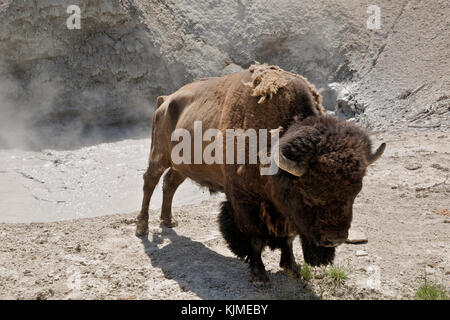 Wy 02649-00 ... Wyoming - Büffel Entspannung im warmen Dampf von einem Schlamm Topf in der schlammvulkan Bereich der Yellowstone National Park. Stockfoto