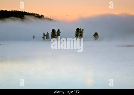 Wy 02661-00 ... Wyoming - am frühen Morgen Nebel über den Yellowstone River bei Sonnenaufgang im Hayden Valley, Yellowstone National Park. Stockfoto