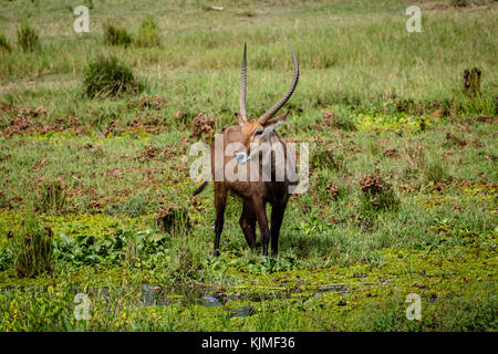 Die Wasserböcke (Kobus ellipsiprymnus) ist eine große Antilope gefunden weit verbreitet in Afrika südlich der Sahara. Dieses war am Nil Ufer in Murchison Falls n Schuß Stockfoto