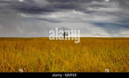 Ein einsamer Baum an einem stürmischen Tag in einer schönen Savannah plain im Murchison Falls National Park in der Nähe Lake Albert. Schade, dieser Ort ist en Stockfoto