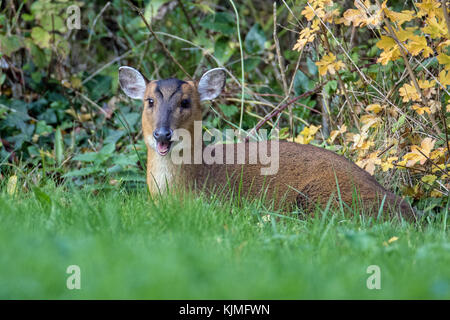 Reeves' Muntjac Rotwild (Muntiacus reevesi) kauen Der cud, im Garten, Cambridgeshire, England Stockfoto