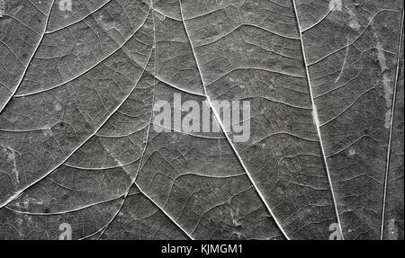 Extreme Nahaufnahme Bild der alten komprimierten Blätter mit sichtbaren Venen und Flecken, natürliche Zusammenfassung Hintergrund. Stockfoto