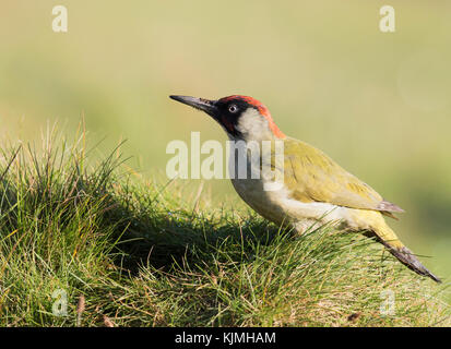 Ein Grünspecht (Picus viridis) auf der Suche nach Insekten auf Lincolnshire Ackerland Stockfoto