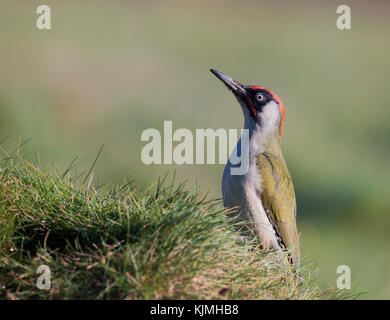 Ein Grünspecht (Picus viridis) auf der Suche nach Insekten auf Lincolnshire Ackerland Stockfoto