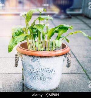 Bärlauch in Blumen Topf auf Terrasse im Garten, Outdoor. Anbau von küchenkräuter in Töpfen Stockfoto