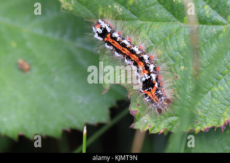 Brown-tail Motte Caterpillar, (euproctis chrysorrhoea), auf einem dornbusch Blatt, Scilly Inseln, England, UK. Stockfoto