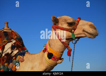 Kamelreiten in Ägypten Stockfoto