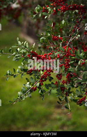 Weißdorn-Beeren wachsen Reif auf den Ästen eines lebendigen Stockfoto