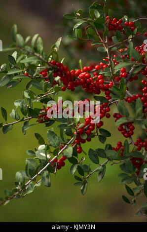 Weißdorn-Beeren wachsen Reif auf den Ästen eines lebendigen Stockfoto