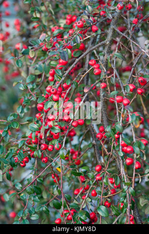 COTONEASTER X SUECICUS CORAL BEAUTY Stockfoto