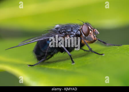 Schlag Fliegen (Calliphora vomitoria) auf ein Blatt in Ackerland. Tipperary, Irland. Stockfoto