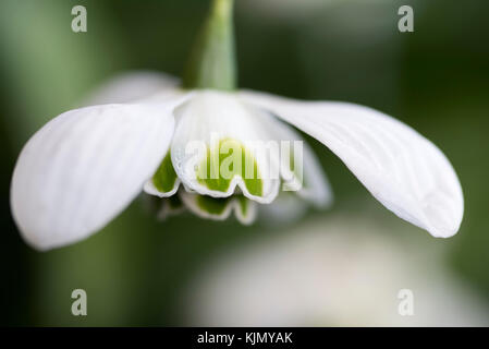 GALANTHUS HIPPOLYTA Stockfoto