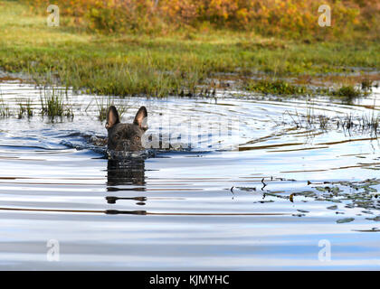 Atemberaubende blaue Französische Bulldogge, spielen in der Landschaft schwimmen in einem Stream, verschwommenen Hintergrund Text Overlay unterzubringen Stockfoto