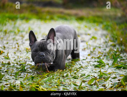 Lustig Bild der blaue Französische Bulldogge, spielen in einem Stream auf dem Land Essen, verschwommenen Hintergrund Text Overlay unterzubringen Stockfoto