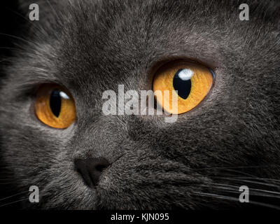 Graue Katze gelbe Augen schließen oben. Suche außerhalb Stockfoto