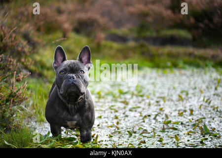 Atemberaubende blaue Französische Bulldogge, spielen in der Landschaft stand in einem Stream, verschwommenen Hintergrund Text Overlay unterzubringen Stockfoto