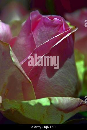 Bunte Rosa zart rose Stockfoto