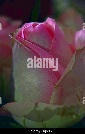 Abstrakte Darstellung eines rosa Rose Stockfoto