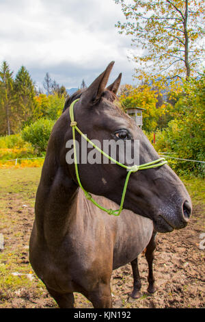 Große schwarze Pferd neben Kamera Stockfoto