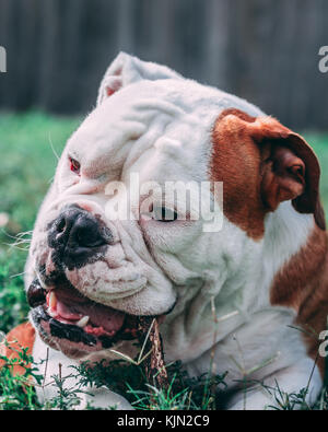 Englische Bulldogge Kauen auf einem Stick Stockfoto