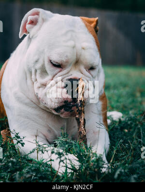 Englische Bulldogge Kauen auf einem Stick Stockfoto
