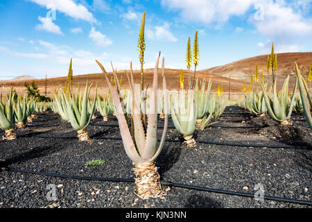 Aloe Vera Farm Plantage Stockfoto