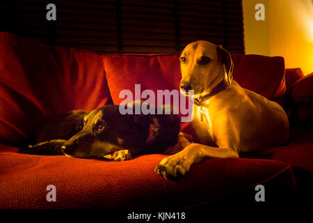 Zwei Hunde liegen auf einem roten Sofa Stockfoto