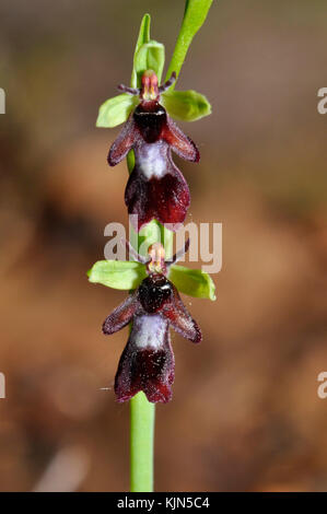 Fliegenorchidee 'Ophrys insectifera', wächst auf kalkhaltigem Boden, blüht Mai und Juni, Orchidee, verwundbar, Wiltshire, Großbritannien Stockfoto