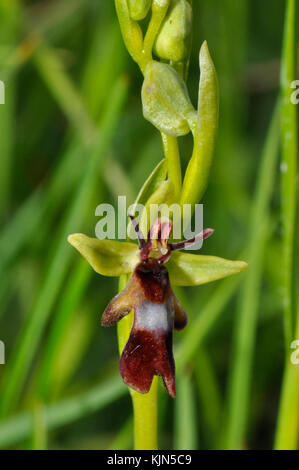 Fliegenorchidee 'Ophrys insectifera' wächst auf kalkhaltigem Boden, blüht Mai und Juni, Orchidee, verwundbar, Wiltshire, UK, Stockfoto