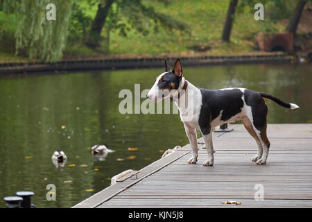 Bull Terrier Welpe Hund auf einem hölzernen Pier an einem See, kopieren Raum Detail mit ausgewählten konzentrieren und enge Tiefenschärfe Stockfoto