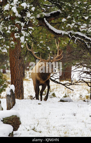 Bull elk Spaziergänge im Winter Schönheit durch verschneite Wälder des Rocky Mountain National Park in Colorado, United States. vertikale Foto mit Kopie Raum ein Stockfoto