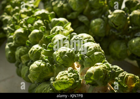 Einen Stiel mit Rosenkohl in Lancaster County pennsylvania Bauernmarkt Stockfoto