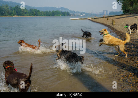 Hunde wollen einfach Spaß am Fluss haben Stockfoto