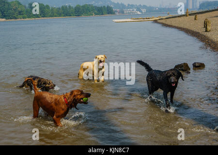 Hunde wollen einfach Spaß am Fluss haben Stockfoto