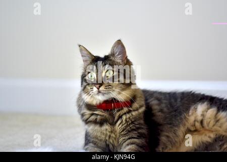 Katze im Innenbereich, die zu Hause faulenzt Stockfoto