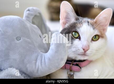 Entzückende weiße Katze liegt neben Stofftier Stockfoto